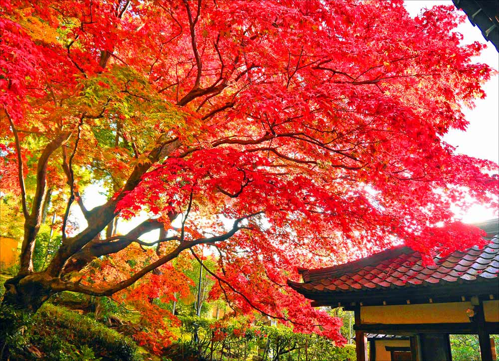 京都の紅葉