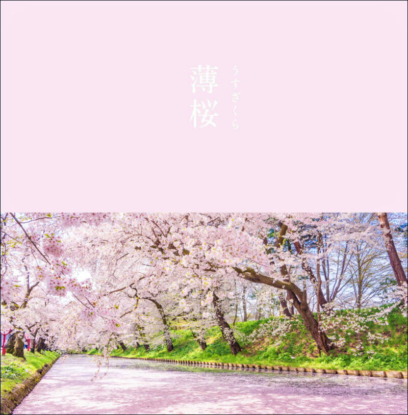 薄桜